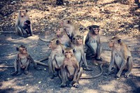 Monkeys animal mammal nature tropical