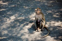 Mother monkey feeding baby
