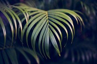 Plant nature growth tropical tree leaf
