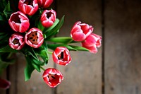 Fresh bouquet of pink tulips