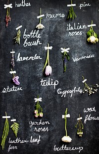 Labeled dried flowers on blackboard