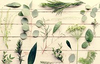 Various of Fresh Nature Green Leaves Collection on Wooden Backgr