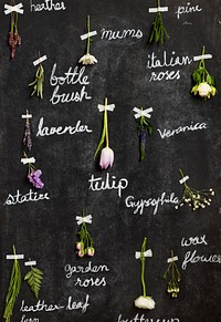 Labeled dried flowers on blackboard