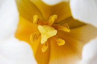 Closeup of white flower and yellow pollen