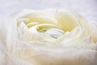 Closeup of fresh white flower