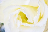 Closeup of Fresh White Lisianthus Flower