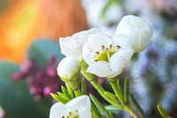 Closeup Blooming White Waxflower Chamelaucium