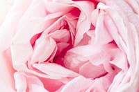 Bloom Pink Carnation Flower Closeup Background
