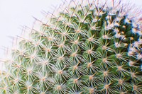 Close up of cactus spines
