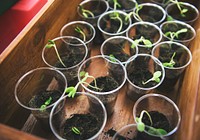 Seedlings growing in plastic cups