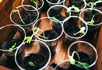 Seedlings growing in plastic cups