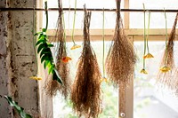 Dried plant hanging upside down