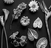 Black and white image of tropical flowers