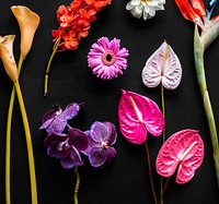 Colorful tropical flowers on black background