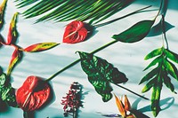 Tropical flowers and leaves on white background