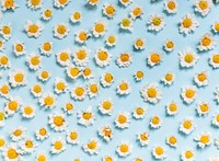 White Daisy Flowers on Blue Background