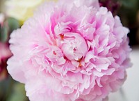 Closeup Fresh Real Pink Carnation Flower