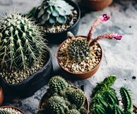 Closeup of real cactus in pots