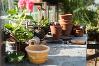 Flowers pots in glass greenhouse