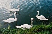 Swans Nature Graceful Peaceful Wild Concept