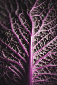 Purple cabbage leaf