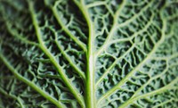 Green cabbage leaf