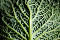 Closeup of fresh cabbage leaf