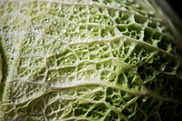 Closeup of fresh cabbage leaf