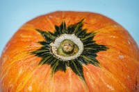 Macro shot of fresh pumpkin