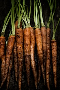 Baby carrot organic fresh from farm