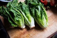 Fresh romaine lettuce vegetable