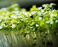 Macro shot of fresh sunflower sprouts vegetable