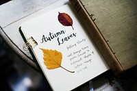 Pressed autumn leaves collection book