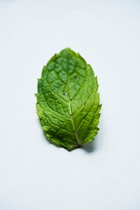 Closeup of fresh mint leaves isolated on white