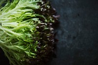 Closeup of fresh organic red leaf lettuce