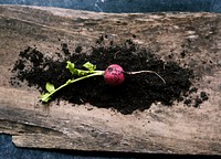 Turnips and soil on a wood