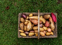 Closeup of fresh organic potatoes in wooden basket