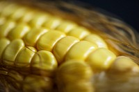 Macro shot of corn stalk