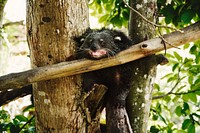 Closeup of binturong bear cat on the tree at the zoo
