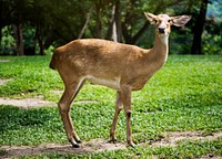Closeup of deer at the zoo