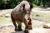 Closeup of rhino at the zoo