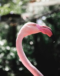 Closeup of pink flamingo bird at the zoo