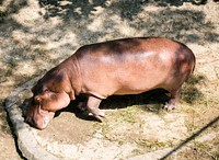 Hippopotamus at the outdoors zoo