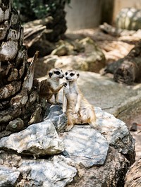 Closeup of meerkats at the zoo