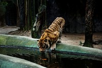 Closeup of tiger drinking water at the zoo