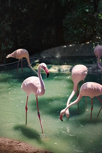 Pink flamingos at the zoo