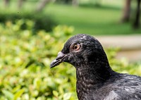 Closeup of black pigean in the park