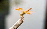Macro shot of real dragonfly outdoors