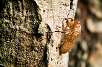 Macro of cicada slough on the tree