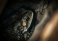 Macro shot of real toad hiding in the tree